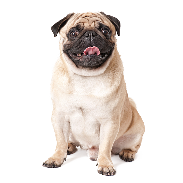 Cão da raça Pug sentado.