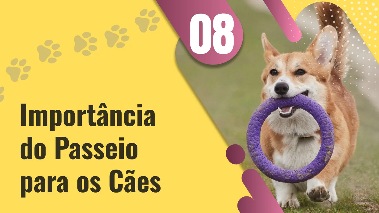 importancia-passeio-caes